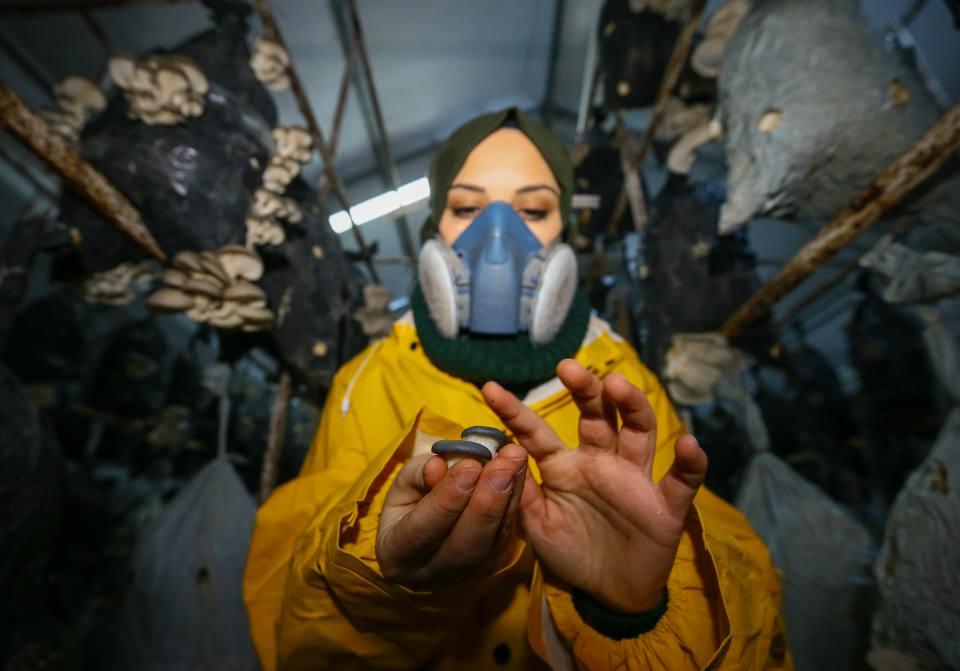 <p>Görevlilerin yüksek geliri olduğu için istiridye mantarı yetiştiriciliği yapması konusundaki önerisini dikkate alan Aydın, bir lokantaya giderek hayatında hiç tatmadığı istiridye mantarının nasıl bir şey olduğunu öğrenmek üzere sipariş verdi. İstiridye mantarının tadını beğenen Aydın, yetiştirmek için proje hazırlayıp, İzmir İl Tarım ve Orman Müdürlüğüne başvurdu.</p>
<p> </p>