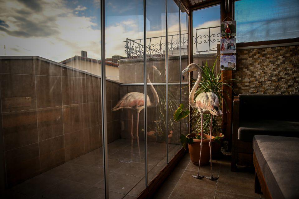 <p>Bursa'nın Karacabey ilçesinde doğa fotoğrafçılığı yapan Alper Tüydeş, yaralı halde bulduğu flamingo ve yuvasından düşen baykuşa kendi apartman dairesinde gözü gibi bakıyor.</p>