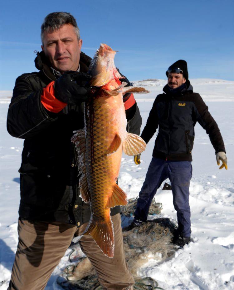 <p>Ardahan-Kars sınırındaki, kışın yüzeyi tamamen buzla kaplandığı için Eskimo usulü balık avcılığı yapılan Çıldır Gölü'nde 5 kilo 200 gram ağırlığında sezonun en büyük tatlı su sazanı ağa takıldıBalıkçı Yakup Topkaya:"Yaklaşık 20 yıldır bu işi yapıyorum, ilk kez sezon başında bu büyüklükte bir balık yakaladım"</p>