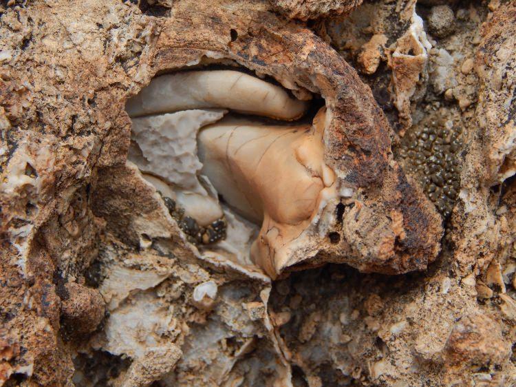 <p>Fosillerin izini süren Kahrıman, 2 bin 700 rakımda fosil yatağına ulaştı. Dokuz Eylül Üniversitesi Jeoloji Mühendisliği Bölümü Öğretim Üyesi Prof. Dr. Sacit Özer laboratuvar ve mikroskobik incelemelerinde, elde edilen bulguların 98 milyon yıllık 'Rudist' adı verilen deniz canlısı fosili olduğunu saptadı.</p>
