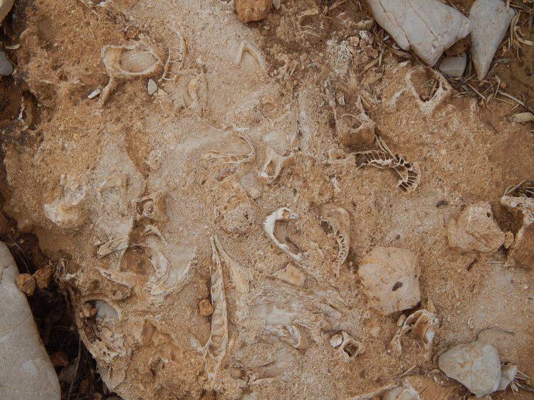 <p>Konya'nın Hadim ilçesindeki Geyik Dağları'nda yürüyüşe çıkan Hasan Hüseyin Kahrıman (44), döküntü halindeki kireç taşlarında fosil kabukları buldu.</p>
