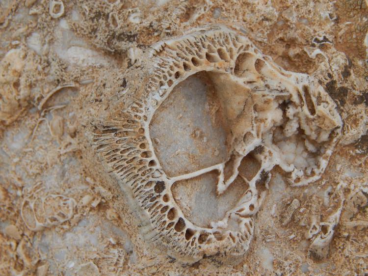 <p><strong>98 MİLYON YILLIK FOSİL YATAĞI KEŞFEDİLDİ </strong></p>

<p>Prof. Dr. Sacit Özer, yaptığı laboratuvar ve mikroskobik incelemelerde elde edilen bulguların, 98 milyon yıllık 'Rudist' adı verilen deniz canlısı fosili olduğunu belirledi. Fosillerin iki kavkılı(kabuklu) canlılara ait olduğunu ifade eden Prof. Dr. Sacit Özer, ''Geyik Dağı'nın doğu yamacında, yaklaşık 2 bin 700 metre yükseklikte yeni bir fosilli lokalite saptanmıştır. Fosiller kavkılarındaki kanallı yapısıyla ilginç görünümler sunan 'Rudist' adı verilen ve 98 milyon sene evvel yaşamış olan iki kavkılı canlılara ait kalıntılardır. Hadim çevresinde ve Orta Toroslar'da ilk kez Geyik Dağı'nda bulunmuştur'' dedi.</p>
