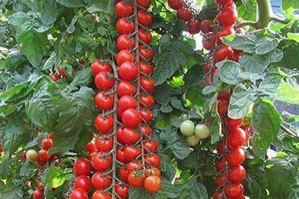 <div>Ünlü yönetmenin Köyceğiz’deki çiftliği satın almasının temel nedeninin de bu beslenme hassasiyeti olduğu öğrenildi.</div>
<div> </div>