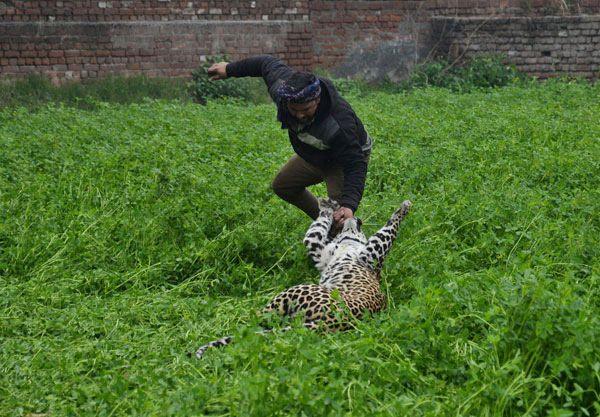 <p>Hindistan'da çekilen çarpıcı karelerden birinde leoparın bir erkeği ısırdığı an görülüyor.</p>
<p> </p>