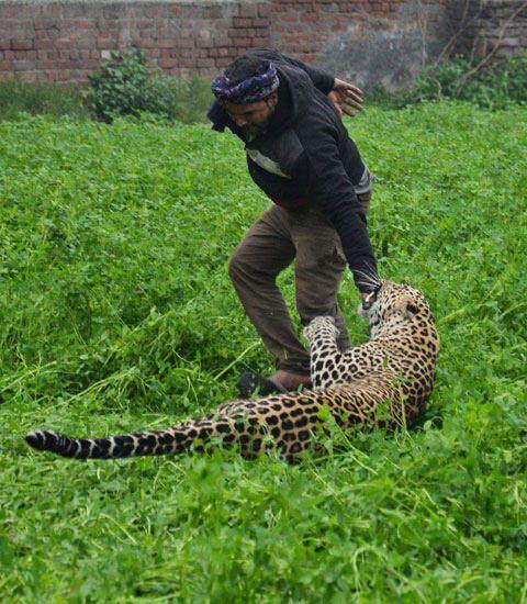 <p>Çığlıkların yükseldiği kovalamacanın ardından leopar orman görevlileri tarafından yakalandı.</p>

<p> </p>
