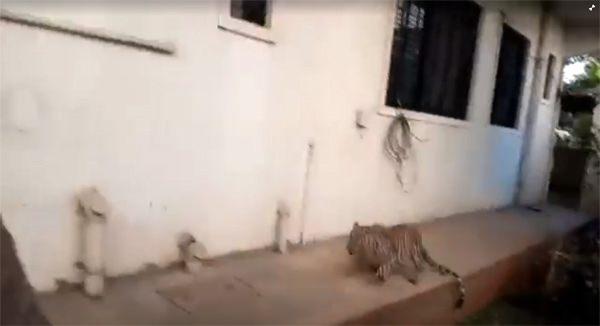 <p>Veterinerlerin kontrol ettiği leopar, yeniden doğaya salındı.</p>
<p> </p>