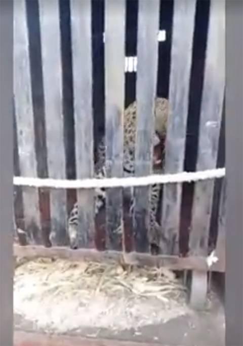 <p>Son olarak Ocak ayı başında bir leopar sokak köpeğine pusu kurmuştu.</p>
<p> </p>