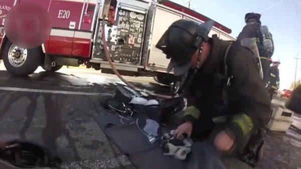 <p>Yangını kontrol altına alan ekipler, içeri girdiklerinde yanan işyerinde mahsur kalan üç köpek yavrusunu fark edip, kurtararak dışarı çıkarıyorlar. Yavru köpeklere oksijen veren itfaiye ekipleri, üç yavruyu da kurtarmayı başarıyor.</p>

<p> </p>
