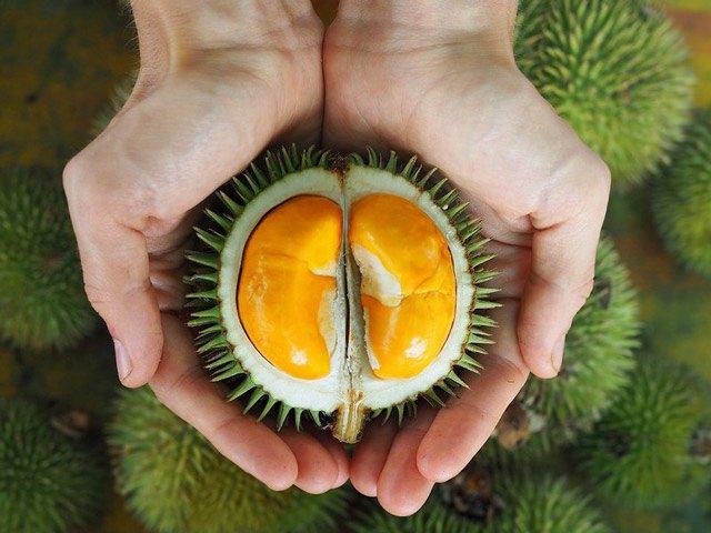 <p>Endonezya'da nadir yetişen durian meyvesinin bir türü, tanesi 1000 dolardan (yaklaşık 5280 liradan) satışa çıkarıldı. Kötü kokusuyla bilinen meyvenin fiyatı ülkedeki asgari ücretin 3 katından fazla.</p>

<ul>
</ul>
