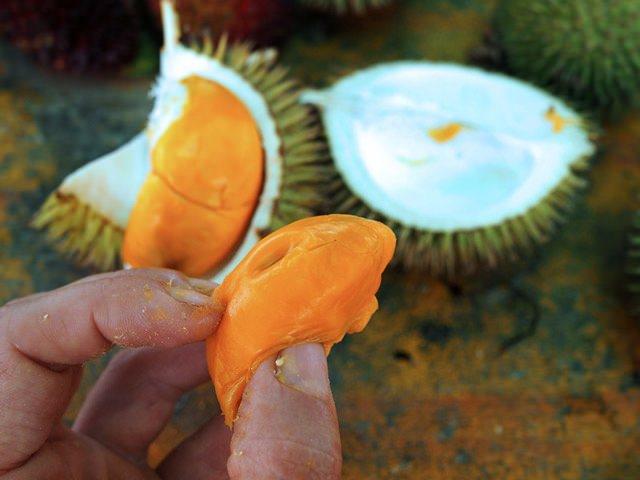 <p>Batı Cava'ya bağlı Tasikmalaya kentindeki bir alışveriş merkezinde hafta sonunda 14 milyon Endonezya rupisine satılan "J Queen" türü meyve, sosyal medyada tartışma konusu oldu. Endonezya'da asgari ücret 3 milyon 940 bin rupi (yaklaşık 1471 lira).</p>

<ul>
</ul>
