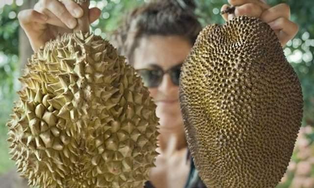 <p>Aka'ya g&ouml;re, "J Queen" ağacı 3 yılda bir meyve veriyor.</p>

<ul>
</ul>
