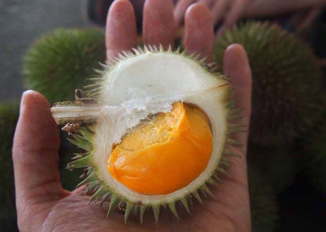 <p>Normal durian meyvesi yassı. Ancak fıstık ve terayağının karışımına benzer bir tadı olduğunu s&ouml;ylenen J Queen yuvarlak ve altın sarısı renginde.</p>

<ul>
</ul>
