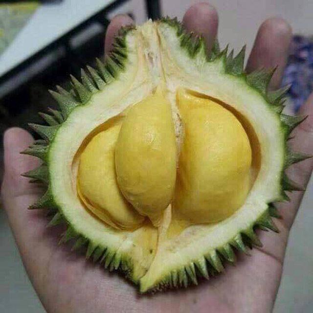 <p>K&ouml;t&uuml; kokusu nedeniyle G&uuml;neydoğu Asya &uuml;lkelerinden bazıları, bu meyvenin kamusal alanlara, toplu taşıma ara&ccedil;larına ve havaalanlarına sokulmasına izin vermiyor.</p>

<ul>
</ul>
