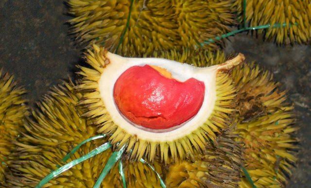 <p>B vitamini kompleks grupları ( B5 vitamini, B6 vitamini, B1 vitamini) bakımından zengin i&ccedil;eriğe sahiptir.Kan bacınsı kontrol&uuml;ne yardımcı h&uuml;creler i&ccedil;in elektrolit &ouml;zelliğindedir.</p>

<ul>
</ul>
