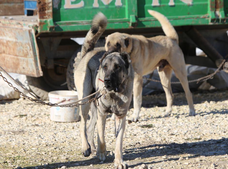 <p>Özellikle Karaköprü ve Bozova ilçelerinde meraklıları tarafından açılan özel barınaklarda yetiştirilen köpekler, özenle kaynatılan kemiklerle besleniyor.</p>

<p> </p>
