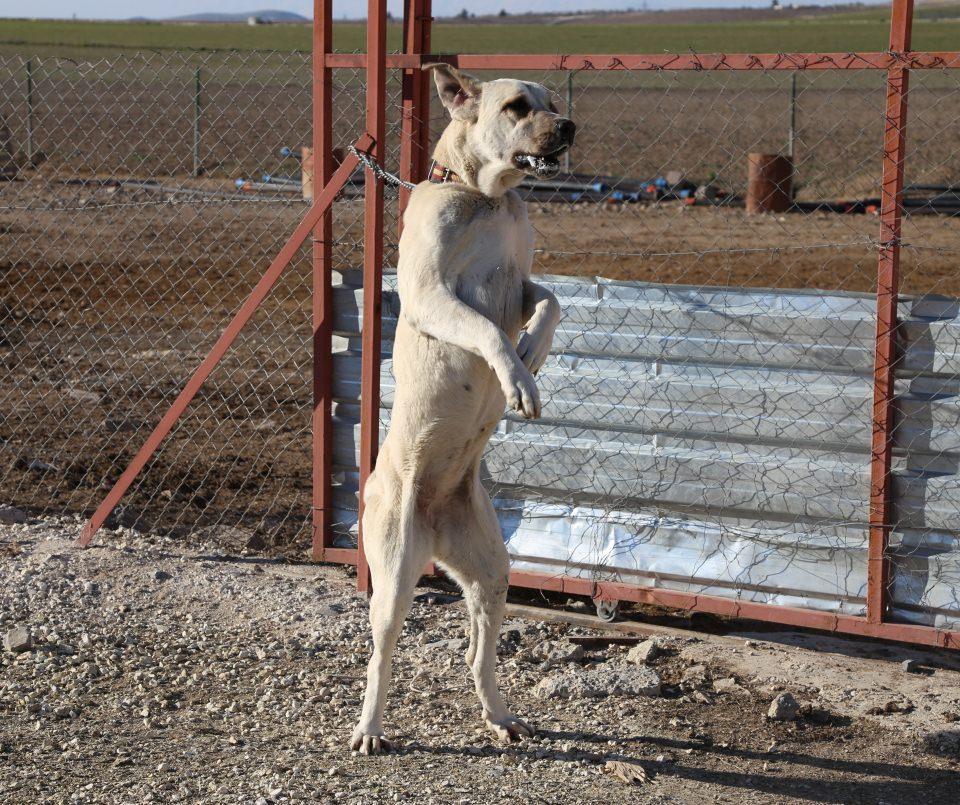 <p>Kılıç, yavru fiyatlarının 3 bin liradan, yetişkinlerin ise 10 bin liradan başladığına dikkati çekerek, "Fiyatı 50 bine çıkan köpekler var. Kimi köpeklerin ağırlığı 100 kilogramı geçiyor. İki ayağının üstüne kalkan bir köpeğin boyu 2 metreyi buluyor. Meraklıları için fiyat asla söz konusu olmaz, herkes kendi köpeğinden vazgeçmez, yani parayla bu işin pazarı kolay kolay olmuyor." ifadelerini kullandı. </p>