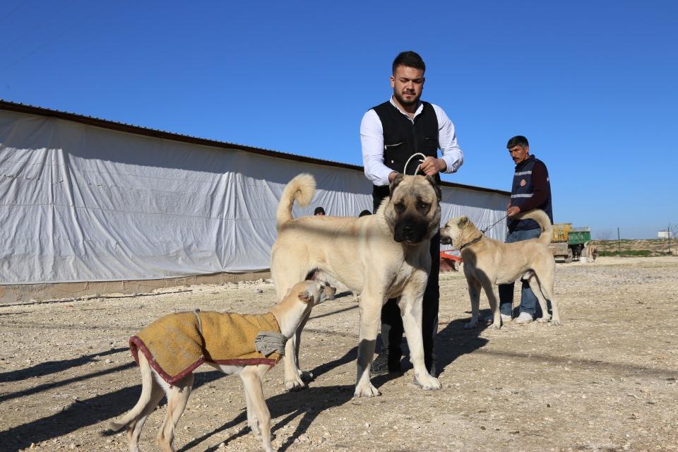 <p> Fiyatı, kilosu ve boyu göz kamaştırıyor </p>
<p>Ürettikleri yavruları "rezervasyon" usulüyle sattıklarını anlatan Kılıç, köpek almak isteyenlerin aylar öncesinden kendilerine isteklerini ilettiğini dile getirdi.</p>
<p> </p>