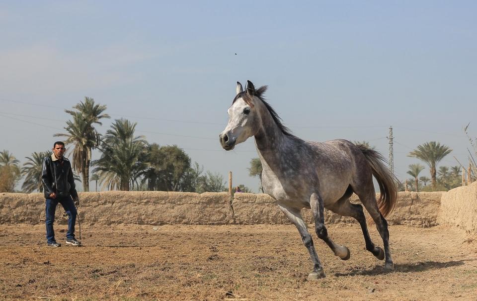 <p>Mısır'ın El-Feyyum kentine bağlı Demo köyü, ülkede at yetiştiriciliğin merkezi olarak biliniyor. "Bin antrenörlü köy" olarak da bilinen köyde yaşayanların büyük bir kısmı, safkan Arap yarış atlarının yetiştirilmesiyle ilgileniyor. </p>
