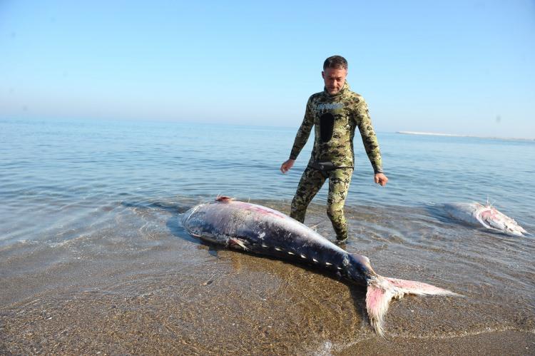 <p>Edinilen bilgiye göre, sabah saatlerinde Karacabey Belediyesi ekipleri, sahilde yaptıkları rutin kontrollerde karaya vurmuş 6 orkinos balığı ölüsü ile karşılaştı. </p>
<p> </p>