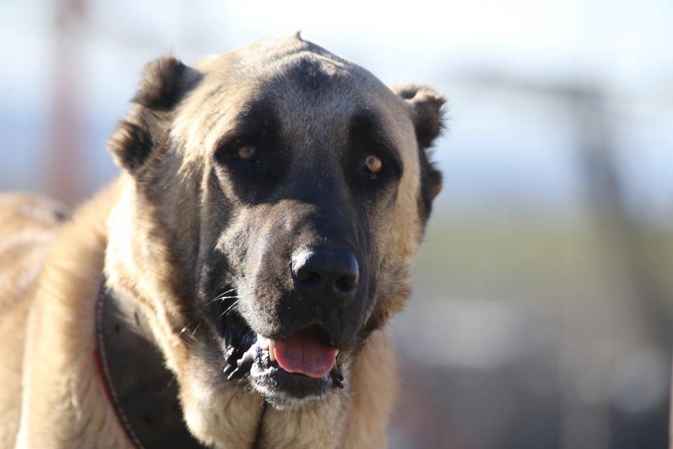 <p>"Guregh" olarak da adlandırılan bu köpekler, başta Sivas olmak üzere İstanbul ve Ankara'da düzenlenen yarışmalarda son yıllarda birinciliği göğüsleyerek, dünyaca ünlü Kangal köpeklerine rakip olmaya hazırlanıyor.</p>

<p> </p>
