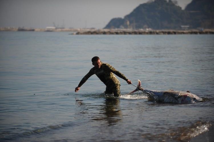 <p>Marmara Denizi’nin Karacabey Boğazı’nda dev orkinoslar karaya vurdu. </p>