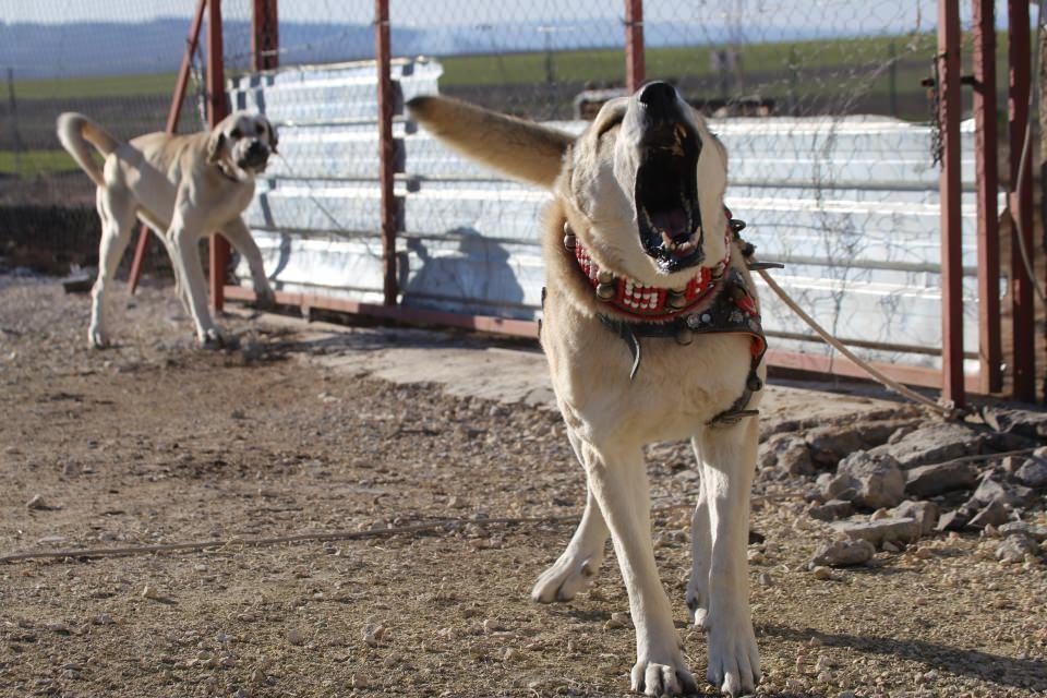 <p>Yarışların birincisi</p>

<p>Uzun yıllardır Kurtboğan besleyen ve 50 köpeği olan Yunus Emre Kılıç, kentteki "Kurtboğan" cinslerini bir araya getirmek için çaba gösterdiğini söyledi.</p>

<p>Cins köpeklerin çok değerli olduğunu anlatan Kılıç, bu köpeklerin 10-20 bin lira arasında alıcı bulduğunu belirtti.</p>
