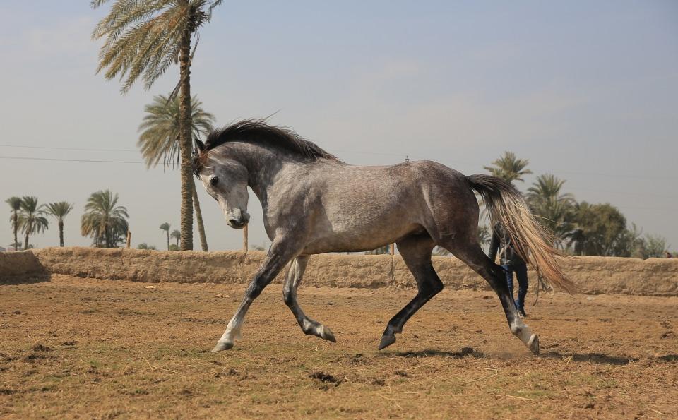 <p>Atlar, özelliklerine göre ulusal veya uluslararası yarışlara özel eğitimlerle hazırlanıyor. </p>
