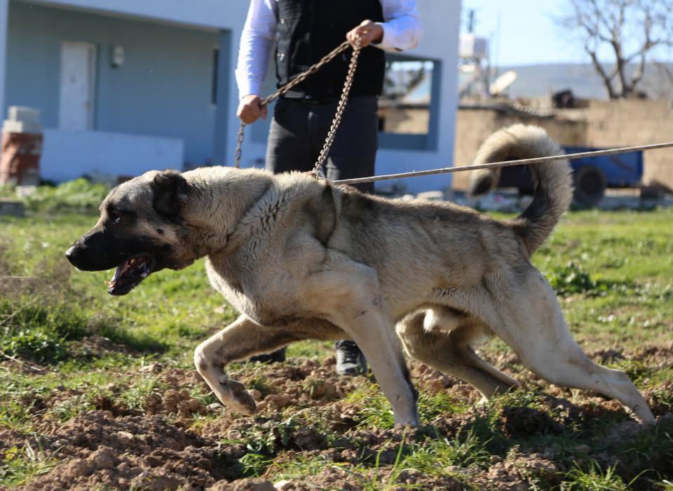 <p>Özellikle bölgede etkili olan sıcaklara karşı daha dayanıklı bir tür. Ağırlıkları da hayli dikkat çekicidir, kiloları 100 ve üzerinde olan bir çok köpeğe rastlanıyor.</p>
