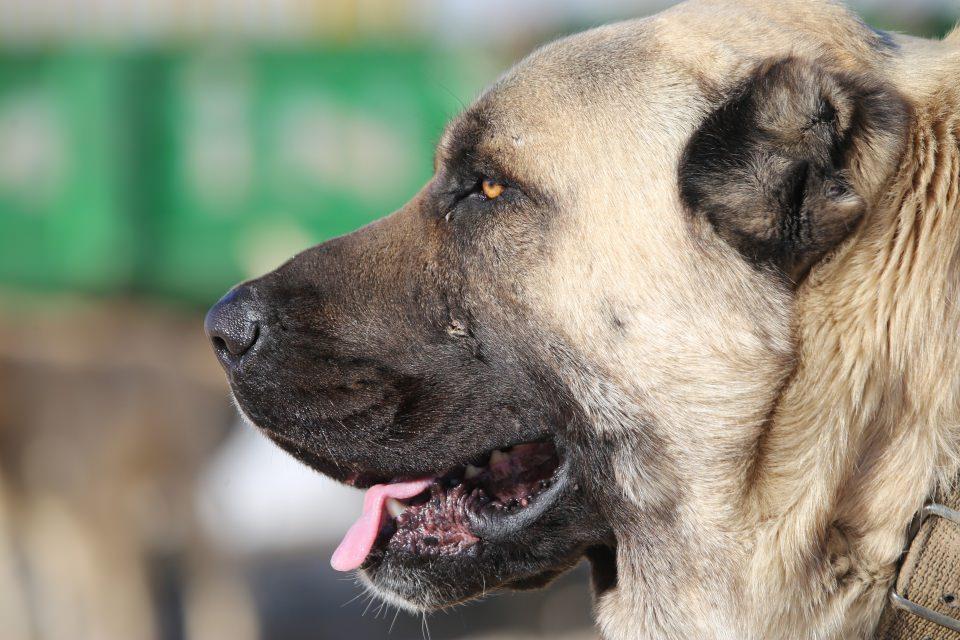 <p><strong>Sevgili, Kurtboğan cinsi köpekler hakkında çok fazla bilimsel literatürün bulunmadığına dikkati çekerek, şöyle devam etti:</strong></p>

<p>"Bozova yöresinde çok yetiştiriliyor ve çoban köpeği olarak da tanınıyor. Kurtboğanlar, Kangala göre daha iri cüsseli ve dayanaklı olan bir köpek türü olarak karşımıza çıkıyor. </p>
