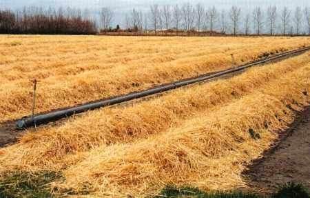 <p>Saman Altından Su Yürütmek</p>
<p> </p>
<p>Geniş bir ovanın üzerinde bir köy, bu köyünde bir tanecik ırmağı varmış. Irmağın suları aynı anda köyün bütün tarlalarına yetecek kadar gür olmadığından her gün bu ırmağı bir köylü kendi tarlasına sulamak için kullanıyor, diğerleri de sıranın kendisine geleceği günü bekliyorlarmış. Ancak bir gün köyün açıkgözlerinden biri ırmaktan kendi tarlasına gizli bir kanal yapıp, diğer köylüler bu durumu fark etmesin diye kanalın üstünü toprak ve samanlarla kapatmış. Böylece tarlasına her gün yeteri kadar su geliyor, bolca mahsul alıyormuş. Bir süre sonra ırmağın suları azalıp, bu açıkgözün tarlasından bereket fışkırınca köylüler vaziyetten kuşkulanıp adamın tarlasına baskın yapmışlar. Birde bakmışlar ki kanallar suyla dolu ve üzerinde otlar yüzüyor. Cevap belli: “Ulan köftehor, saman altından ne su yürütüyorsun!”</p>