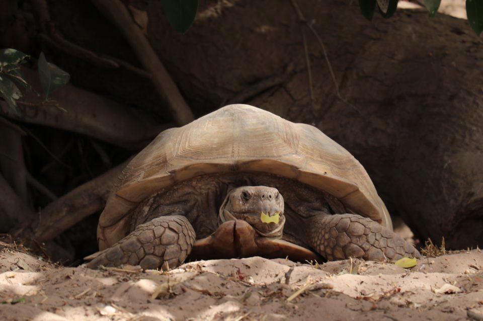<p>Senegal'de yerel dilde "Keur Mbonatt Yi (kaplumbağa köyü)" olarak adlandırılan koruma alanı, nesli tükenmekte olan yaklaşık 250 kaplumbağayı barındırıyor.</p>

