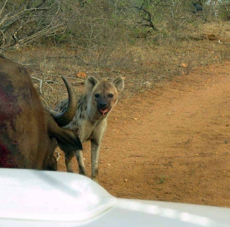 <p>Güney Afrika'daki Kruger Milli Parkı'nda safariye giden turist grubu, çok sık rastlanmayan bir ana tanıklık etti.</p>

<p> </p>
