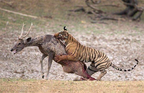 <p>15 dakika boyunca direndi!</p>
<p> </p>
<p>Bu fotoğraflar Hindistan'ın Rahnthambhore Milli Parkı'nda çekildi.</p>