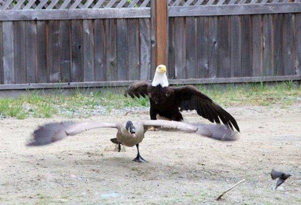 <p>İşte kartal ve bir yaban kazı kazının mücadelesi... </p>

<p> </p>

