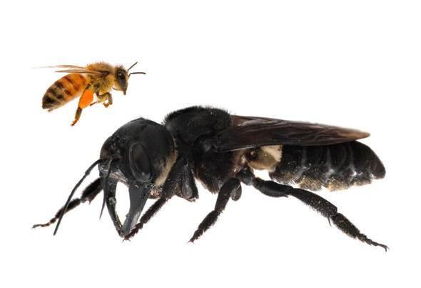 <p>Yetişkin bir insanın baş parmağı boyutundaki arıya ücra bir Endonezya adasında rastlandı. Günlerce aramaların sonunda vahşi doğa uzmanları tek dişi arının fotoğrafını çekti ve filme aldı.</p>

<p> </p>

