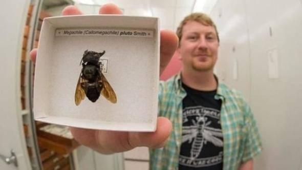 <p>Bilim insanları 1981 yılında bir kaç örnekle karşılaşmış ancak o tarihten bu yana bu arılar görülmemişti. Kanat açıklığı yaklaşık 6 cm olan Wallace dev arısı dünyanın en büyük arısı.</p>

<p> </p>

