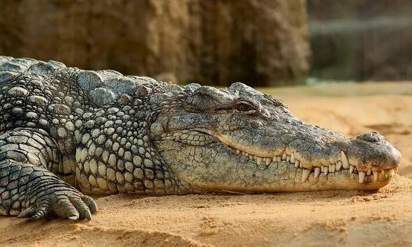 <p>Timsah (Alligator) </p>
<p>Her yıl en az bir insan timsahlar yüzünden hayatını kaybediyor.</p>