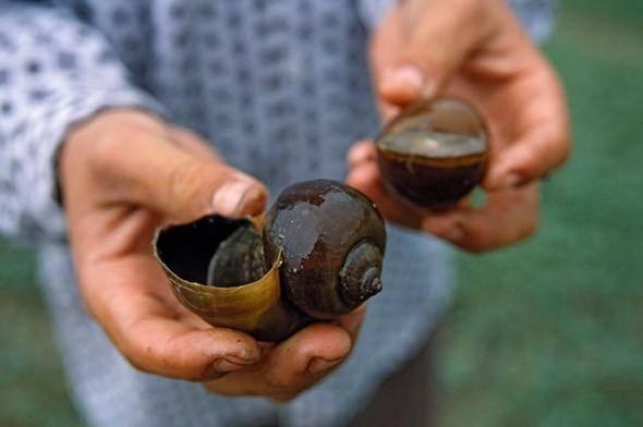 <p>Salyangoz&nbsp;</p>

<p>&nbsp;</p>

<p>Sizce yılda ka&ccedil; insan salyangozlar y&uuml;z&uuml;nden &ouml;l&uuml;yor?</p>
