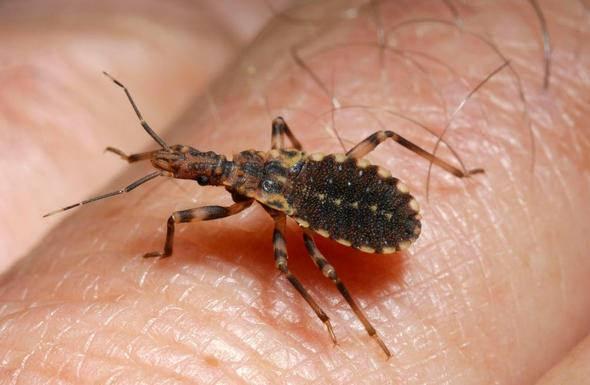 <p>Suikast&ccedil;ı b&ouml;cek&nbsp;</p>

<p>&nbsp;</p>

<p>Sizce yılda ka&ccedil; insan bu b&ouml;cekler y&uuml;z&uuml;nden &ouml;l&uuml;yor?</p>
