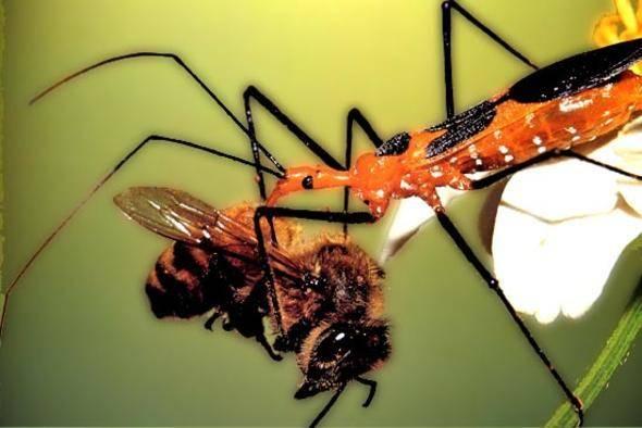 <p>Suikast&ccedil;ı b&ouml;cek&nbsp;</p>

<p>&nbsp;</p>

<p>Bu sayı 10 bini buluyor!</p>
