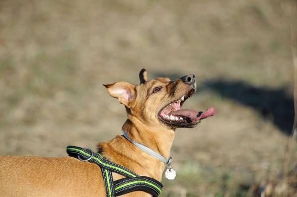 <p>K&ouml;pek&nbsp;</p>

<p>&nbsp;</p>

<p>Sizce yılda ka&ccedil; insan k&ouml;pekler y&uuml;z&uuml;nden &ouml;l&uuml;yor?</p>
