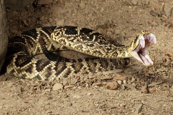 <p>Yılan&nbsp;</p>

<p>&nbsp;</p>

<p>Sizce yılda ka&ccedil; insan yılanlar y&uuml;z&uuml;nden &ouml;l&uuml;yor?</p>
