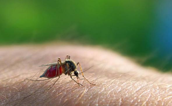 <p>Sivrisinek&nbsp;</p>

<p>&nbsp;</p>

<p>Sizce yılda ka&ccedil; insan sivrisinekler y&uuml;z&uuml;nden &ouml;l&uuml;yor?</p>
