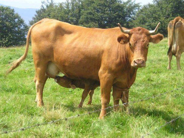 <p>Dananın Kuyruğu Kopmak</p>
<p> </p>
<p>Geçmişte düzenbaz ve yalancı bir adam varmış. Tüccar ve esnafa borç vermediği hâlde vermiş gibi gözükür, onların aleyhine dava açar, şahitler ve kadıya rüşvet vererek davayı kazanır, haksız kazanç elde edermiş.</p>
<p> </p>
<p>Bu sahtekâr adam, bir gün, kasabanın sözü geçen bir adamı hakkında dava açmış, kadıya da rüşvet olarak bir dana göndermiş. Davalı tüccar bunu öğrenince, daha büyük bir danayı kadıya teslim etmiş. İşin tadının kaçtığını anlayan kadı, her iki danayı getirtip mahkemenin avlusuna bağlatmış. Kadı makamına kurulup herkesin önünde şunları söylemiş:</p>
<p> </p>
<p>- Bu davayı görmek için uzun zaman vicdanımla savaştım. Ben adalet için çalışırım. Gelin görün ki, iki taraf da evime birer dana göndermiş. Şimdi kimin haklı, kimin haksız olduğunu danalara bakıp anlayalım.</p>
<p> </p>
<p>Avludaki danalar, kuyruklarından birbirine bağlanır ve kuyruk altlarına neft sürülerek hayvanlara birer diken batırılır. Hayvanlar böğürerek birbirini aksi yönde çekerler. Bu arada kadı bağırarak, “Kimin danasının kuyruğu koparsa, o taraf haksız çıkacak ve adalet yerini bulacaktır.” der.</p>
<p> </p>
<p>Kısa bir çekişmeden sonra sahtekârın getirdiği dananın kuyruğu kopar ve hayvan can acısıyla sokağa fırlar.</p>
