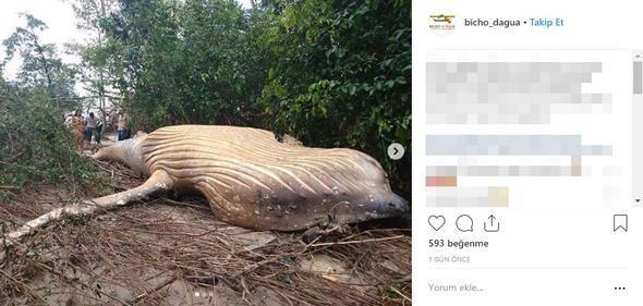 <p>Bicho D’agua'nın yaptığı ilk çalışmada balinanın vücudunda herhangi bir yara izine rastlanmadı.</p>

<p> </p>
