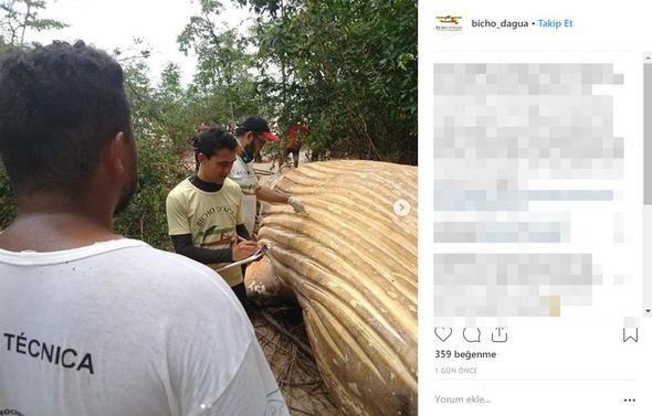 <p>Kambur balina Amazon Nehri civarında yaşayan bölge halkı tarafından deniz kenarından 15 metre uzaklıkta bulundu.</p>

<p> </p>
