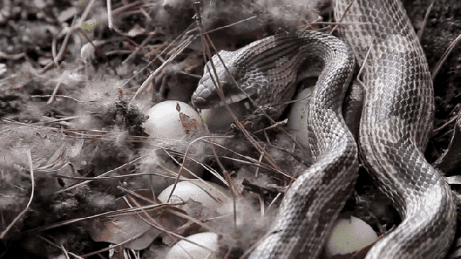 <p>Kuş yumurtası yiyen yılan</p>
