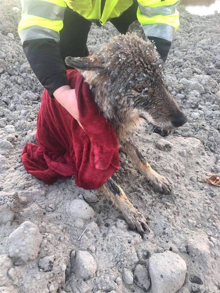 <p>Nehirden donmuş bir hayvanı kurtarmış olan Estonyalı iki inşaat işçisi haytanın şokunu yaşadı.</p>
