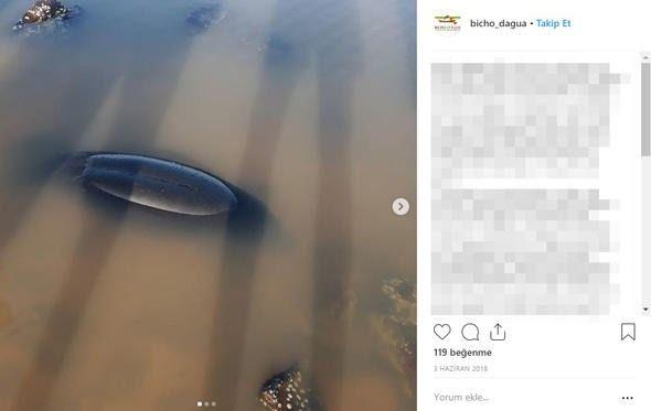 <p>Amazon Ormanları'nda yer alan ve Atlantik Okyanusu'ndan 1600 km uzaklıkta bulunan Santarem kentinde de 2007 yılında 5.5 metre uzunluğunda minke balinası bulunmuştu.</p>

<p> </p>
