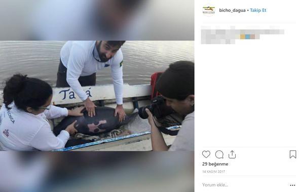 <p>Yaklaşık 1.5 ton ağırlığındaki balinanın cesedi doğal yollarla çözünmesi için doğaya terk edilecek.</p>

<p> </p>
